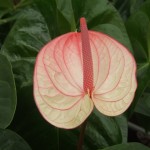 DSCF1432