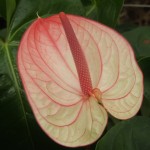DSCF1433
