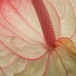 DSCF1434