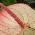 DSCF1435