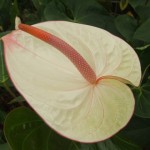 DSCF1436