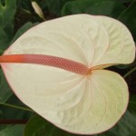 DSCF1437