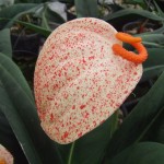 DSCF1442