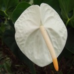 DSCF1457