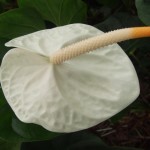 DSCF1458