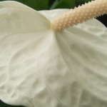 DSCF1459