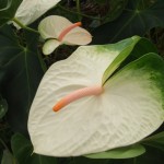 DSCF1463