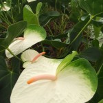 DSCF1464