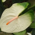 DSCF1465