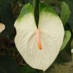 DSCF1466