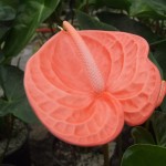 DSCF1469