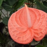 DSCF1470