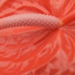 DSCF1473