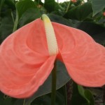 DSCF1475
