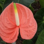 DSCF1476