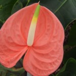 DSCF1477