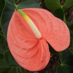DSCF1478