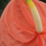 DSCF1479