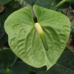 DSCF1480