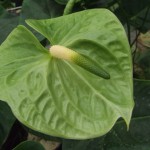 DSCF1481