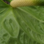 DSCF1483