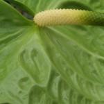 DSCF1484