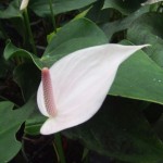 DSCF1503