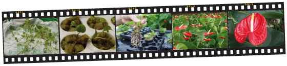 Come nascono gli Anthurium di Sicilia "Di Salvo"