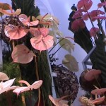 DSC00533