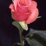 ROSA1