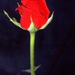 ROSA2