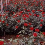 ROSE IN SERRA
