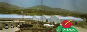 Panoramica delle serre Di Salvo